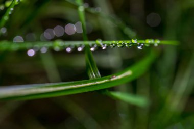 Bulanık arka planda yeşil çimenlerin üzerine yağmur damlaları. Yağmur damlalarının arkaplan resmi, seçici odak
