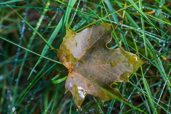 Gyönyörű Őszi Juharfalevél Esőcseppekben Zöld Füvön Őszi Esős Időjárás Háttér — Stock Fotó