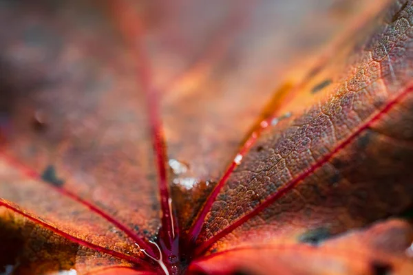 Close Fragmento Uma Folha Outono Com Uma Textura Bonita Imagem — Fotografia de Stock