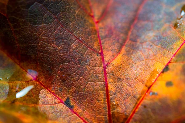 Close Fragment Autumn Leaf Beautiful Abstract Texture Rain Abstract Autumn — Stock Photo, Image