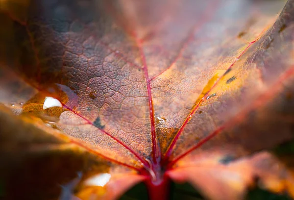 Close Fragmento Uma Folha Outono Com Uma Bela Textura Abstrata — Fotografia de Stock
