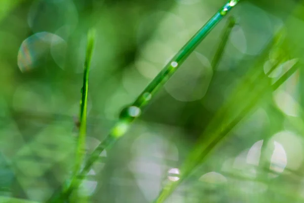 Soft Focus Abstract Background Image Green Grass Rain Drops Blurred — Stock Photo, Image