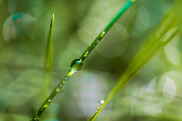 Крупним Планом Дощ Зеленій Траві Абстрактне Зображення Тла Розмитому Тлі — стокове фото