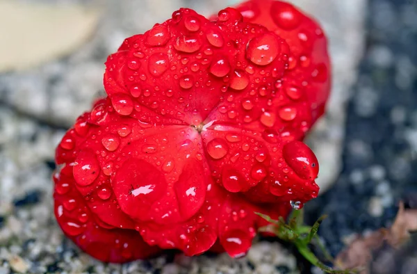 Mot Suddig Bakgrund Ligger Röd Rosa Begonia Blomma Elatior Begonia — Stockfoto