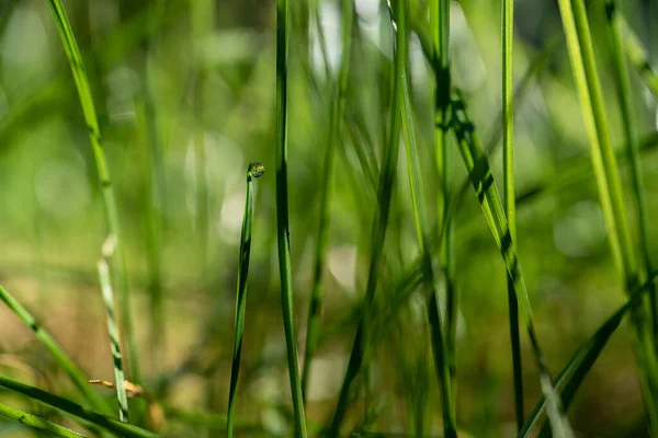 朝の緑の草の茎を通して日光が壊れ 緑の草の上に露が落ち 自然な背景画像 — ストック写真