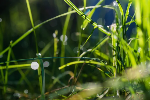 Światło Słoneczne Przebija Się Rano Przez Łodygi Zielonej Trawy Naturalny — Zdjęcie stockowe