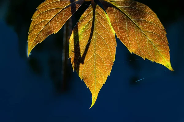 Autumn Background Beautiful Leaf Backlit Sunlight Dark Blurred Homogeneous Background — Stock Photo, Image