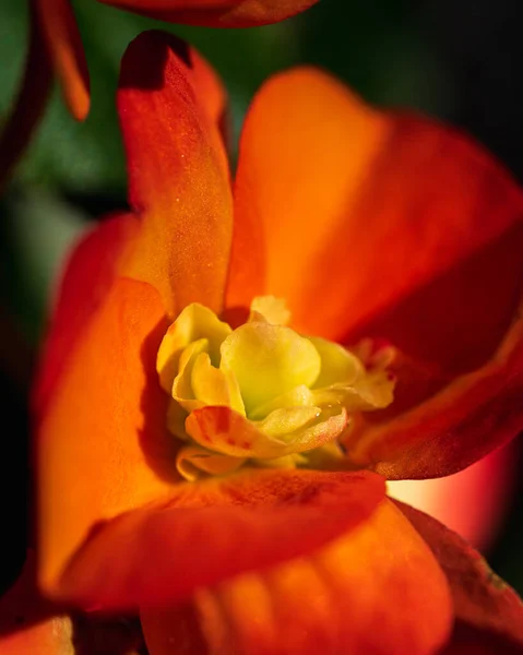 Close Elatior Begonias Begonia Hiemalis Red Pink Flower Macro Photo — Stock Photo, Image