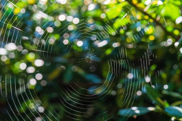 Una Telaraña Otoño Sin Una Araña Brilla Los Rayos Luz —  Fotos de Stock