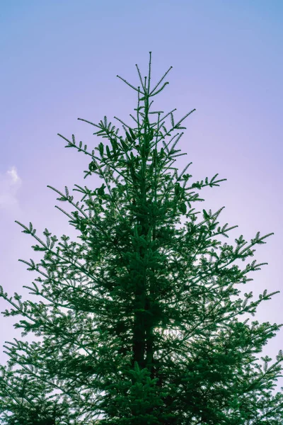 Tetején Egy Karcsú Zöld Karácsonyfa Bóják Ellen Tiszta Kék Egy — Stock Fotó
