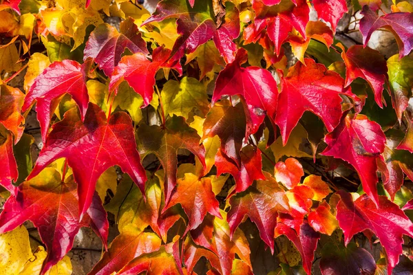 Virginia Sarmaşığının Renkli Kırmızı Yaprakları (Parthenocissus quinquefolia) Sonbaharda Sunlight 'ta Asma Bitkisi, Doğal Sonbahar Arkaplanı