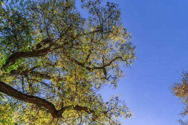 Uzun bir ağacın dallarındaki altın yapraklar parlak güneş ışığında mavi bir gökyüzü arka planına karşı. Sonbahar yapraklı büyük bir ağacın alt manzarası. sonbahar arkaplan resmi