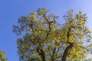 Uzun bir ağacın dallarındaki altın yapraklar parlak güneş ışığında mavi bir gökyüzü arka planına karşı. Sonbahar yapraklı büyük bir ağacın alt manzarası. sonbahar arkaplan resmi