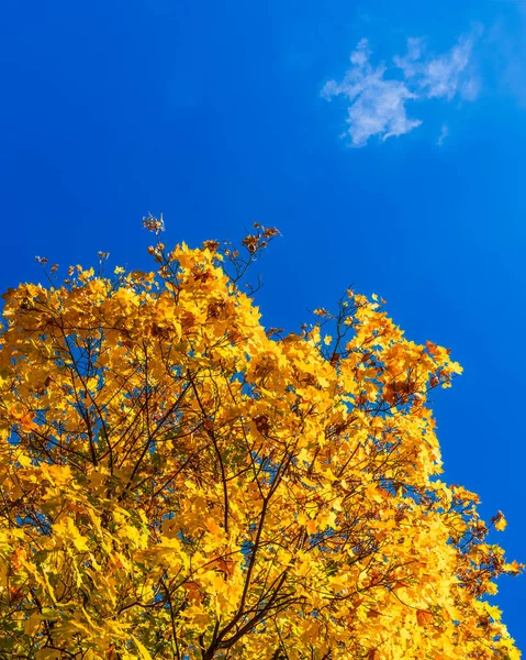 Gouden Esdoorn Bladeren Het Zonlicht Onder Een Heldere Blauwe Hemel — Stockfoto