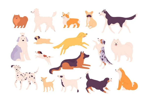 Γελοιογραφία αστεία σκυλιά φυλής σε στάσεις, dalmatian, corgi και μπουλντόγκ. Καθισμένος, όρθιος και πηδώντας κατοικίδιο ζώο. Σύνολο διανυσμάτων λαμπραντόρ, samoyed και poodle — Διανυσματικό Αρχείο