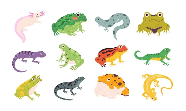 Ranas anfibias decorativas coloridas tropicales, lagartos y sapos. Terrario reptiles animales, salamandra, axolotl y tritón. Rana vector conjunto — Vector de stock