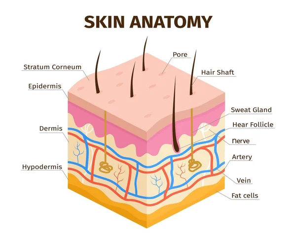 Capas de piel humana anatomía, dermis, epidermis y tejido hipodermis. Estructura de la piel, venas, poros del sudor y folículos pilosos vector infografía — Vector de stock