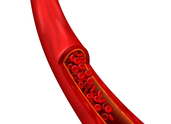 Elemento realistico dei vasi sanguigni. Struttura cardiovascolare con globuli rossi dettagliati. Eritrociti microscopici in movimento — Vettoriale Stock