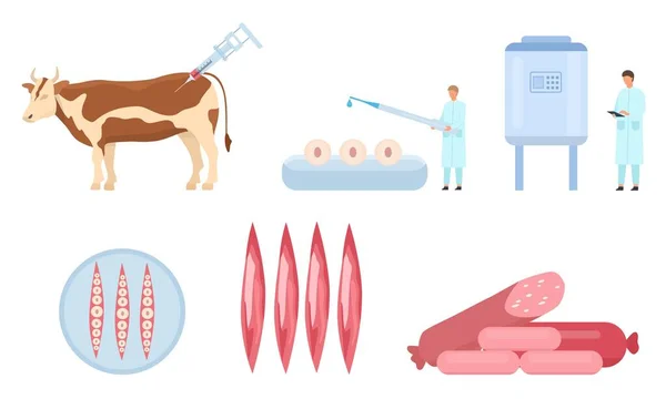 Proceso de producción de carne de vacuno cultivada artificial plana. Biopsia de vaca, células y crecimiento muscular, biorreactor de laboratorio. Infografía vectorial de ciencia alimentaria — Vector de stock