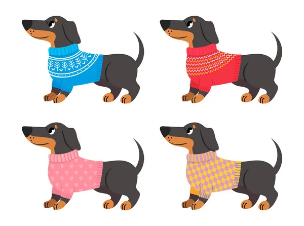 Coleção de roupas dachshund, suéter para cães —  Vetores de Stock