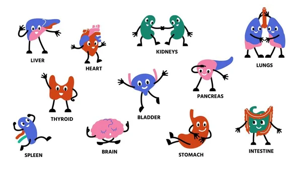 人体の臓器の文字。手足と幸せな顔を持つ漫画のかわいい解剖学的マスコットの人。ベクトル腎臓胃肺文字セット — ストックベクタ