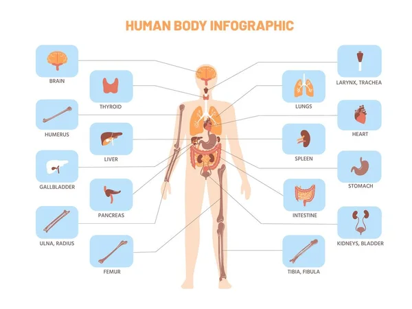 Infografica Sul Corpo Umano Schema Medico Anatomico Con Organi Interni — Vettoriale Stock