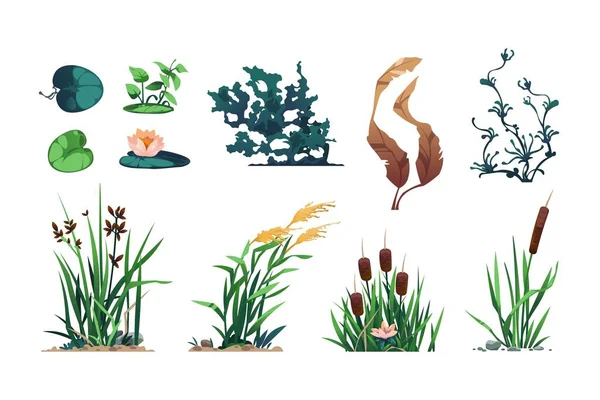 Plantas Del Lago Flora Estanque Pantano Botánica Juego Activo Con — Archivo Imágenes Vectoriales