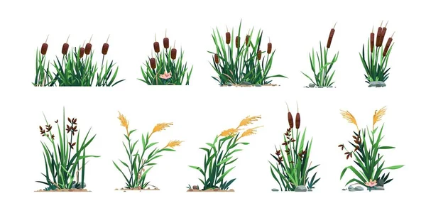 Reed Cattails Mocsári Bulrush Botanika Rajzfilm Folyó Mocsár Flóra Számítógépes — Stock Vector