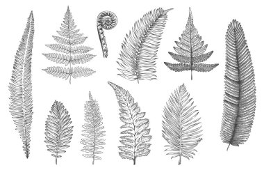 Hand drawn fern. Monochrome sketch of forest plants for greeting card and invitations decoration, rainforest fractal herbs and leaves. Vector tattoo set. Floral herbarium or botanical foliage