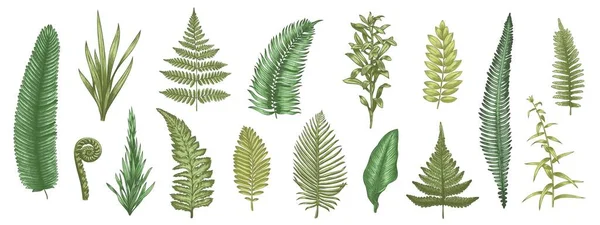 Fern Leaves Sketch Forest Plants Colored Hand Drawn Decorative Design — Διανυσματικό Αρχείο