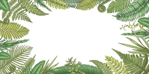 Fern Background Backdrop Hand Drawn Forest Plants Rural Herbs Floral — стоковый вектор