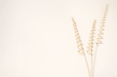 Kuru bir sarmaşıktan dekoratif dal. Bej arka plan. Boşluğu kopyala.