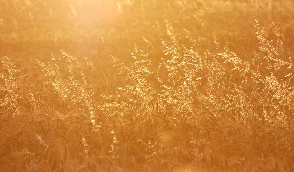 Steppe Herbe Dans Lumière Coucher Soleil Paysages Ruraux — Photo