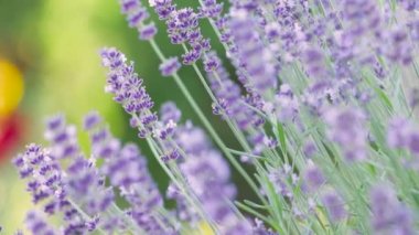 Lavanta çiçeği gün batımında bitmeyen sıralarda kokulu tarlalar açıyor. Lavanta tarlalarındaki lavanta aromalı çiçeklerin çalıları üzerine seçici odak noktası 