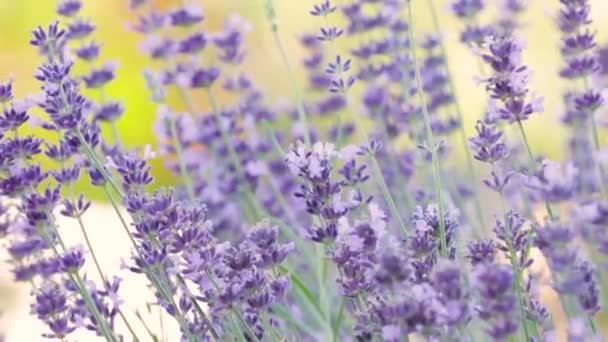 Vackra Blommande Lavendel Blommor Svajande Vinden Närbild Ort För Text — Stockvideo