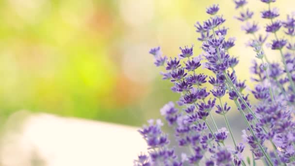 Lezzetli Kokulu Lavanta Çiçeğinin Üzerindeki Bal Arısı Büyüyen Lavanta Çiçekleri — Stok video