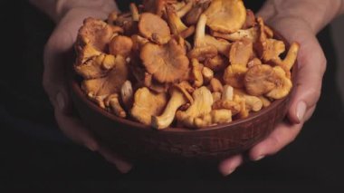 Fresh raw chanterelle mushrooms in a clay bowl. Woman's hands close up