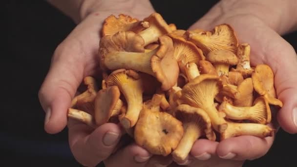 Fresh Raw Chanterelle Mushrooms Female Hands Close Black Background — 图库视频影像
