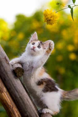 Üç renkli kedi