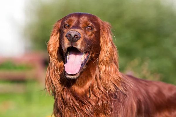 Irlandese Red Setter — Foto Stock