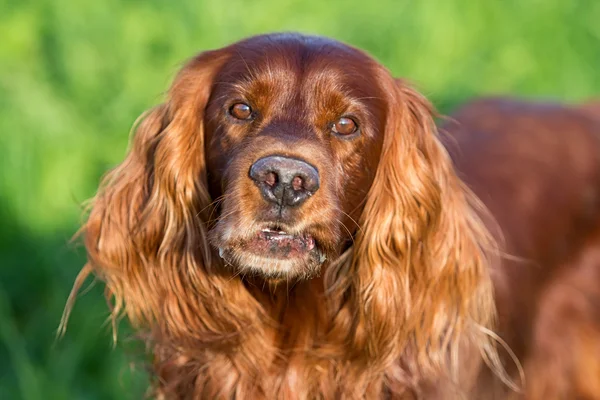 İrlandalı red setter — Stok fotoğraf