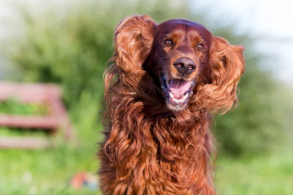 Irish red setter — Stock Photo, Image