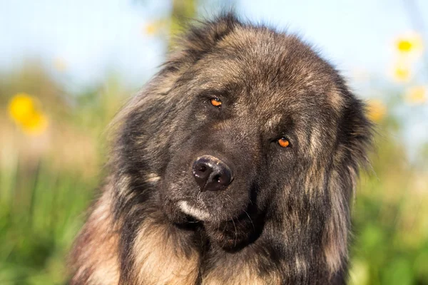 Caucasian Shepherd