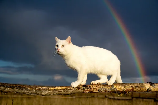 Wthite cat mit regenbogen — Stockfoto