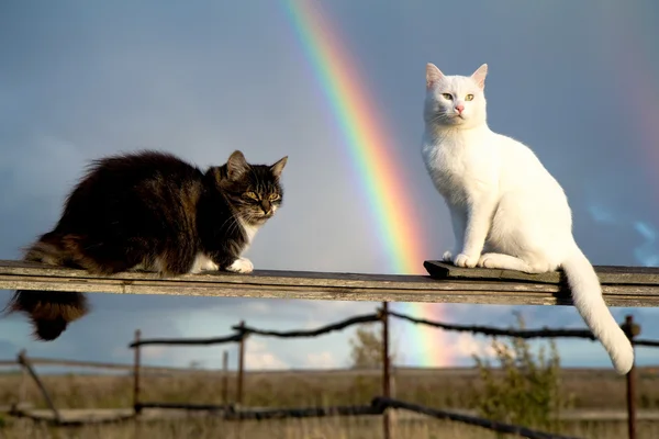 Zwei Katzen mit Regenbogen — Stockfoto