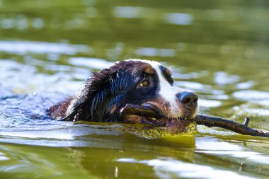 Bernese dağ köpeği