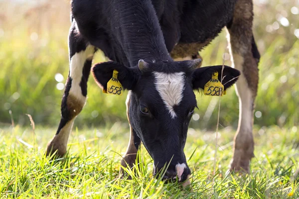 Vaca negra — Foto de Stock