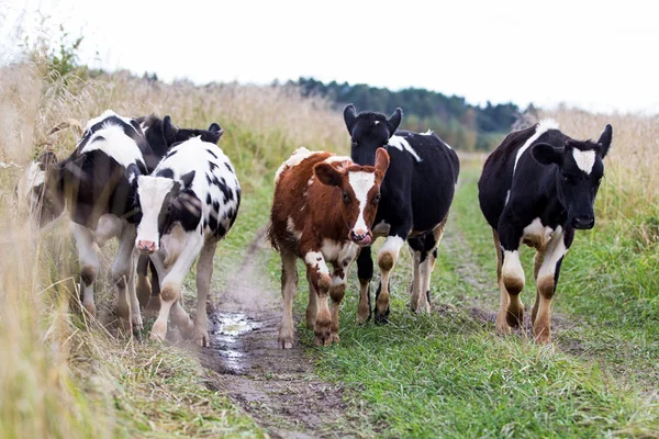 Seis vacas. — Foto de Stock