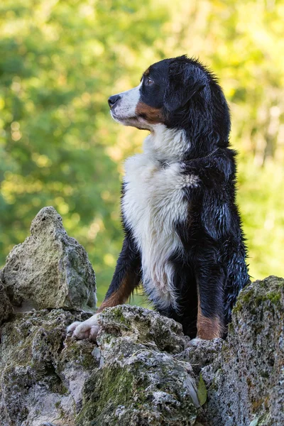 Bernese perro de montaña — Foto de Stock