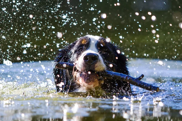 Berner Sennenhond — Stockfoto